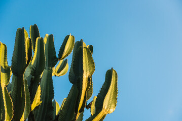 Detail of a cactus with late afternoon sunshine and blue sky in the background