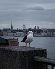 Möwe in Stockholm