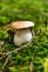 Wild forest porcini mushroom in moss, close-up, vertical