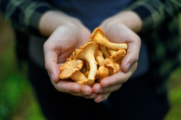 A few chanterelles in a handful, edible forest mushrooms.
