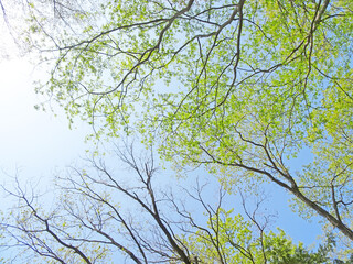 樹木と空