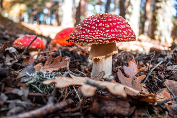 Mushroom in an autumn forest