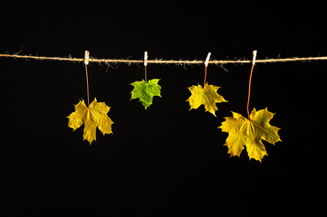 yellow maple leaves © Lili