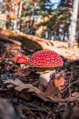 Mushroom in an autumn forest