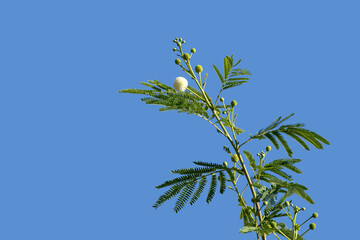 Obraz premium A flowering top branch of lead tree (Leucaena leucocephala).