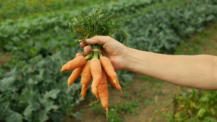 Carrot harvest Daucus carota field farm bio detail bunch hand root sativus harvesting close-up...