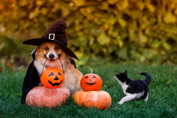 cute funny friends a corgi dog in a black carnival cap and raincoat and a cat sitting on orange...