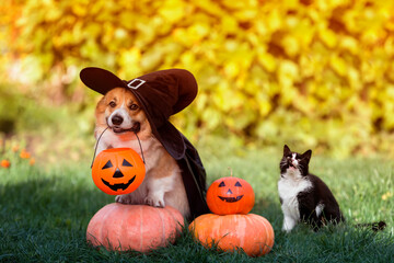 cute funny friends a corgi dog in a black carnival cap and raincoat and a cat sitting on orange pumpkins on Halloween in an autumn sunny garden