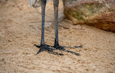 Great Egret (Ardea alba)