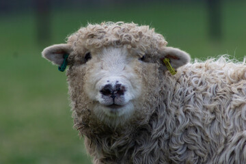 Greyface dartmoor lamb close up portrait with lamb looking at the camera