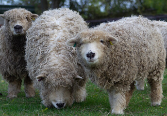 Greyface dartmoor herd close up, Image shows two shearling rare breed show winners, one in the background, one grazing and one lamb to the right 