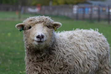 Greyface dartmoor lamb smiling