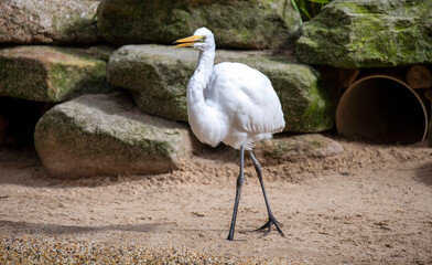 Great Egret (Ardea alba)