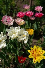 Flowers in garden spring tulips blossom springtime