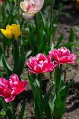 Flowers in garden spring red tulips blossom nature