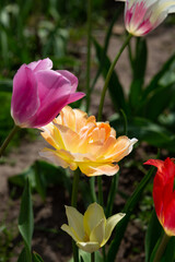 Flowers in garden spring red tulips blossom nature outdoor