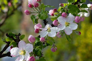 Obraz na płótnie Canvas Spring flowers apple tree close up nature outdoor garden concept