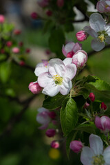 Fototapeta na wymiar Spring flowers apple tree close up nature background