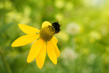 Bumblebee collect nectar on yellow flower