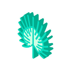 chinese fan palm isometric icon vector. chinese fan palm sign. isolated symbol illustration