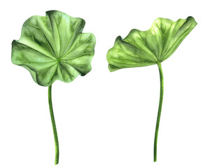 Lotus leaves painted in watercolor are isolated on a white background.