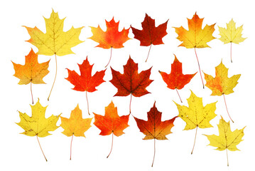 colorful autumn maple leaves isolated on white background