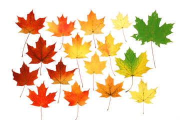 colorful autumn maple leaves isolated on white background