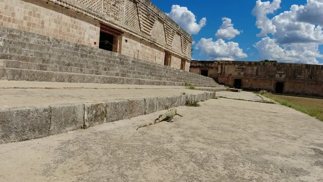 Iguana walks through ancient Mayan palace ruins in Mexico