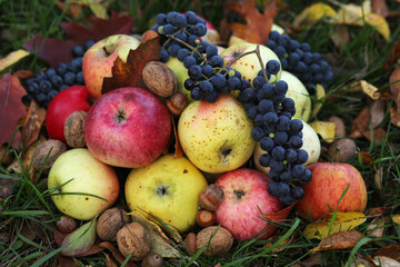 Fresh autumn fruits are in the garden: red and green apples, blue grapes, walnuts with oak acorns. 