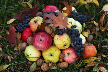 Naklejka na ściany i meble A lot of sweet autumn fruits are in the garden: green and red apples, blue grapes, walnuts.
