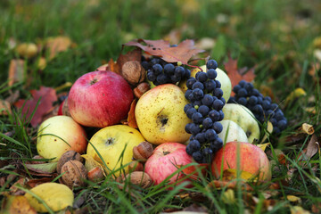 Organic autumn fruits are in the garden: green and red apples, blue grapes, walnuts with acorns.