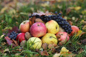 Some sweet fruits rich in vitamins are in the autumn garden: green and red apples, blue grapes and walnuts.