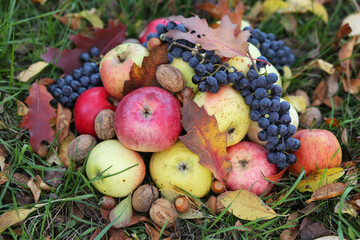 Naklejka na ściany i meble Some sweet fruits rich in vitamins are in the autumn garden: green and red apples, blue grapes and walnuts.