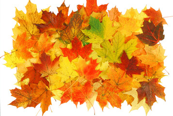 Naklejka na ściany i meble colorful autumn leaves as nature background