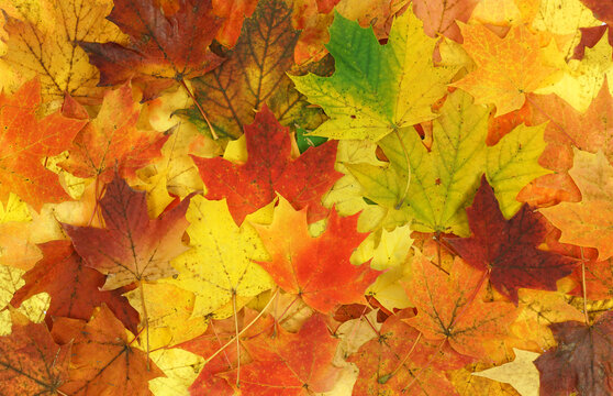 colorful autumn leaves as nature background