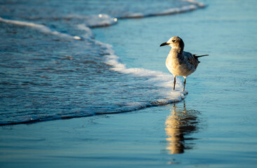 Seagulls Fishing in the Ocean
