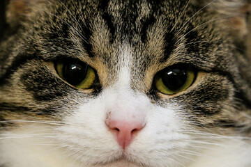 extreme close up of a beautiful tabby white cat