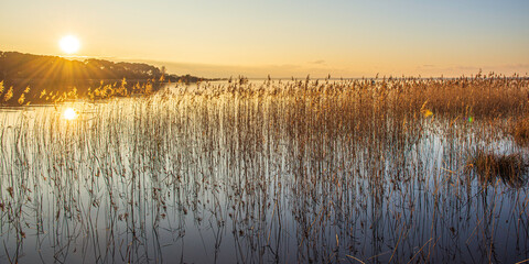 Roseaux au coucher du soleil sur le lac