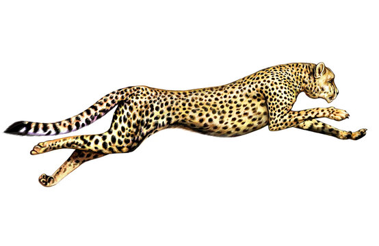 cheetah running, Acinonyx jubatus