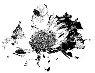 Black and white peony shape