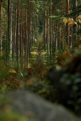 Obraz premium A clearing among the trunks of the autumn Karelian forest