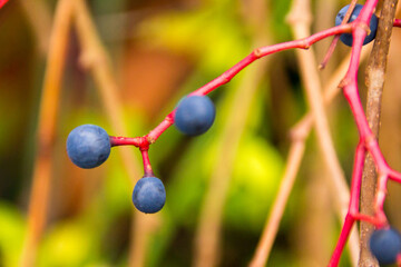 Purple Berries