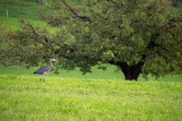 Crane on a green Meadow