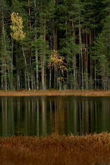 Trunks of the autumn Karelian forest and reflection in the swamp