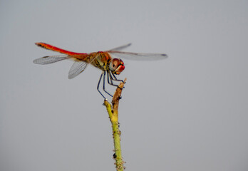 Aves en marismas y humedales