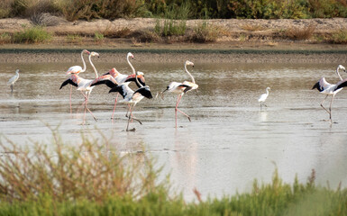 Aves en marismas y humedales