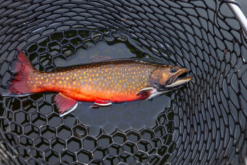 Beautiful male brook trout in spawning colors full length in a landing net - obrazy, fototapety, plakaty