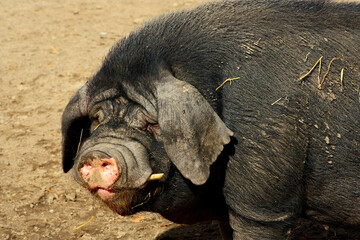 Meishan Pig

