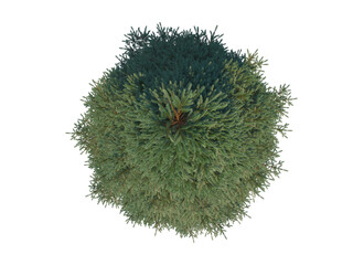 Red Spruce fir pine top view png alpha channel
