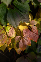 Branch with yellow leaves against the sunlight